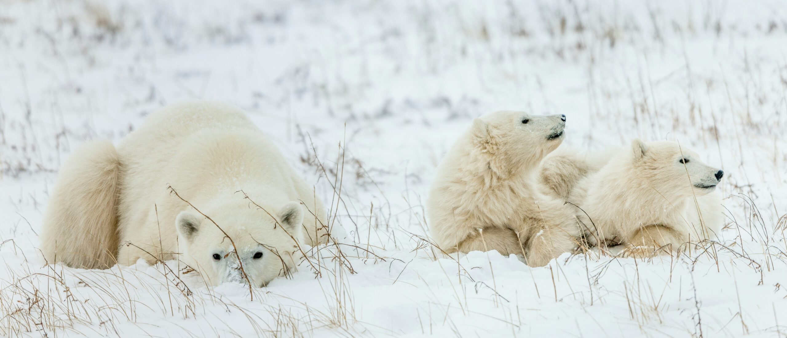 Churchill Polar Bear Expedition